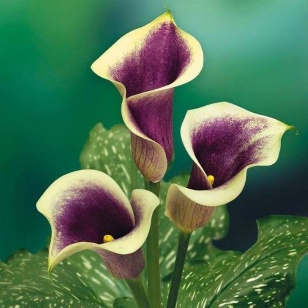 Meet your Posher, Louisa